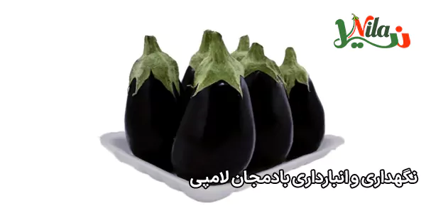 نگهداری و انبارداری بادمجان لامپی
