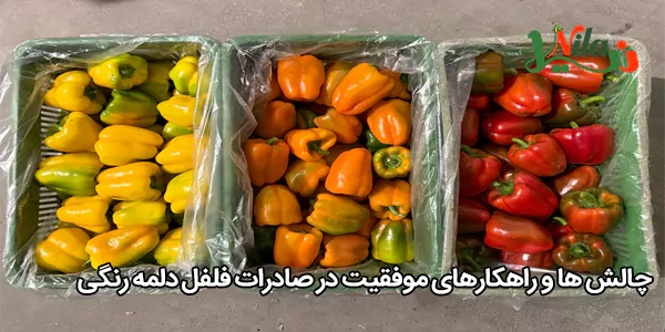 چالش‌ ها و راهکارهای موفقیت در صادرات فلفل دلمه رنگی