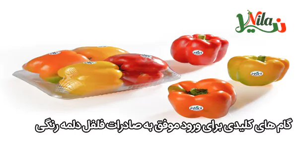 گام‌ های کلیدی برای ورود موفق به صادرات فلفل دلمه رنگی