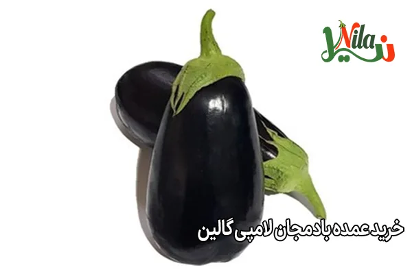 خرید عمده بادمجان لامپی گالین
