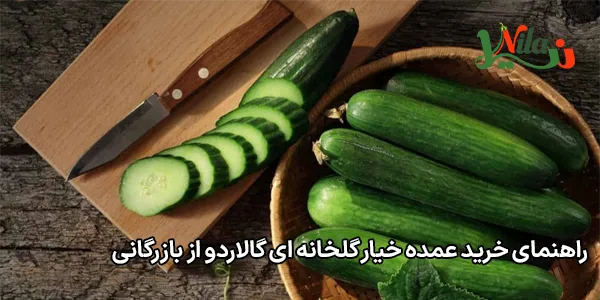راهنمای خرید عمده خیار گلخانه‌ ای گالاردو از بازرگانی