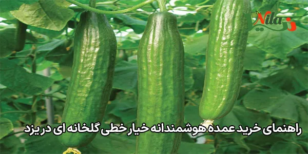 راهنمای خرید عمده هوشمندانه خیار خطی گلخانه‌ ای در یزد