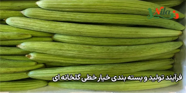 فرآیند تولید و بسته‌ بندی خیار خطی گلخانه ای