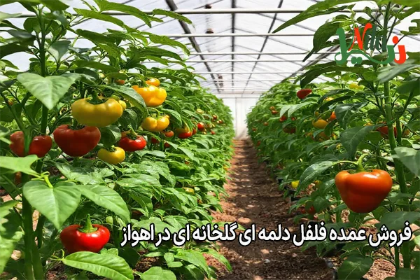 فروش عمده فلفل دلمه‌ ای گلخانه‌ ای در اهواز