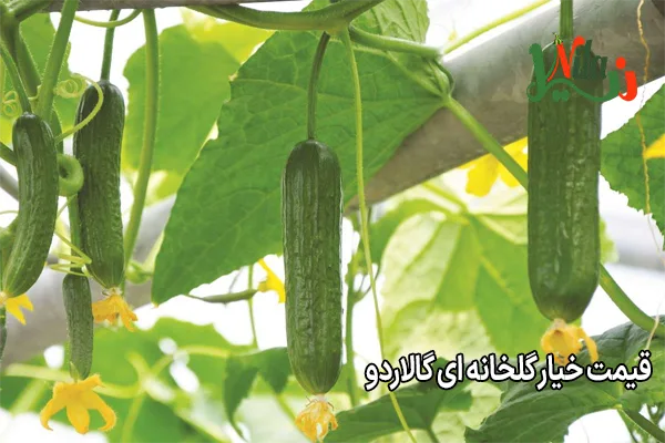 قیمت خیار گلخانه ای گالاردو