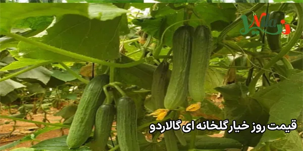قیمت روز خیار گلخانه‌ ای گالاردو