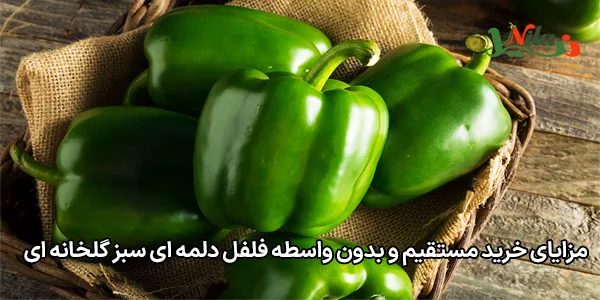 مزایای خرید مستقیم و بدون واسطه فلفل دلمه ای سبز گلخانه ای