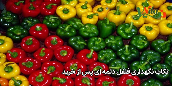 نکات نگهداری فلفل دلمه ای پس از خرید